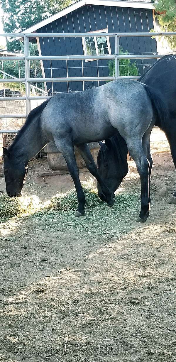 blue-roan-pony-filly-mare