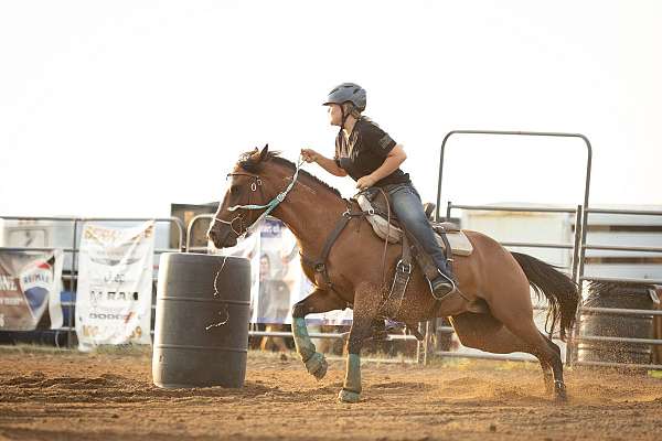 mustang-horse-for-sale