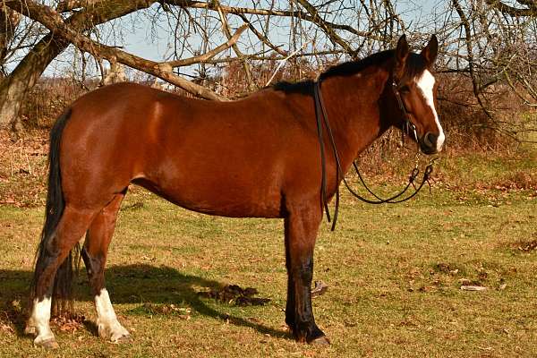 mustang-horse-for-sale