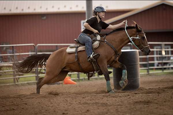 all-around-mustang-horse