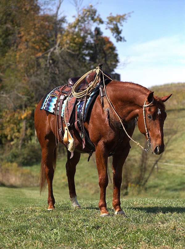 all-around-quarter-horse