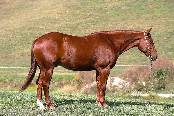 athletic-quarter-horse