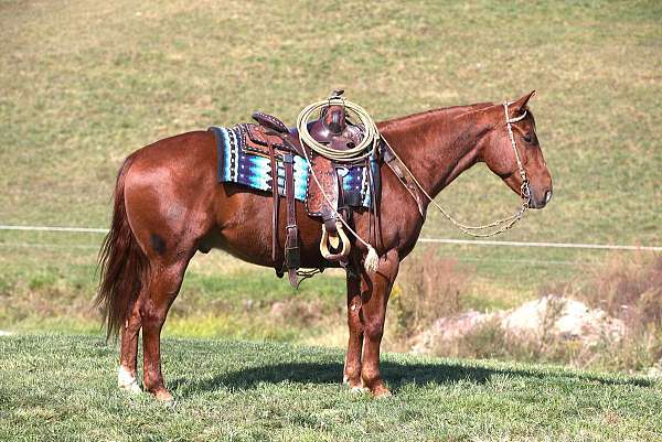 husband-safe-quarter-horse