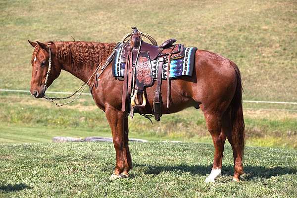 jumping-quarter-horse