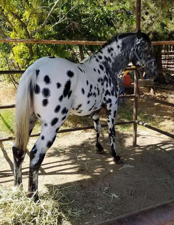 appaloosa-gelding