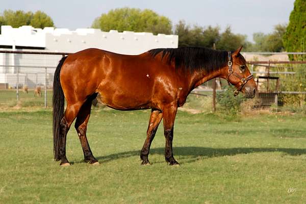 rock-pounder-quarter-horse