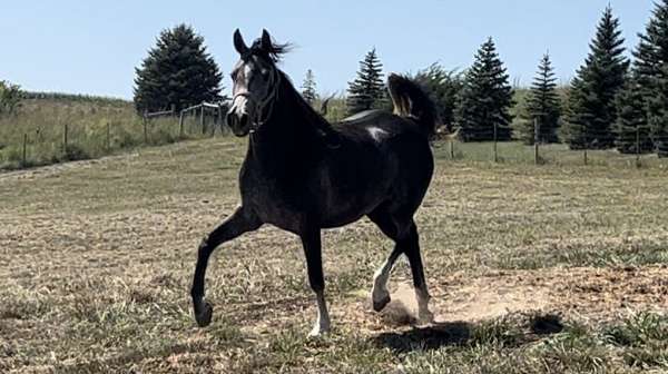 firm-arabian-horse