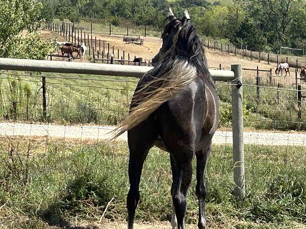 shamruk-arabian-horse