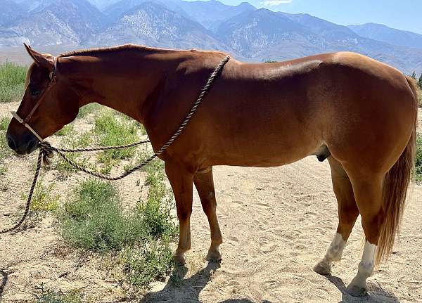 quarter-horse-gelding