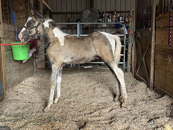 sabino-tobiano-markings-horse