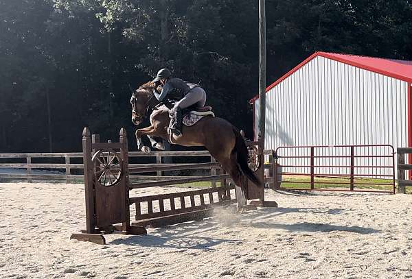 fei-hungarian-horse