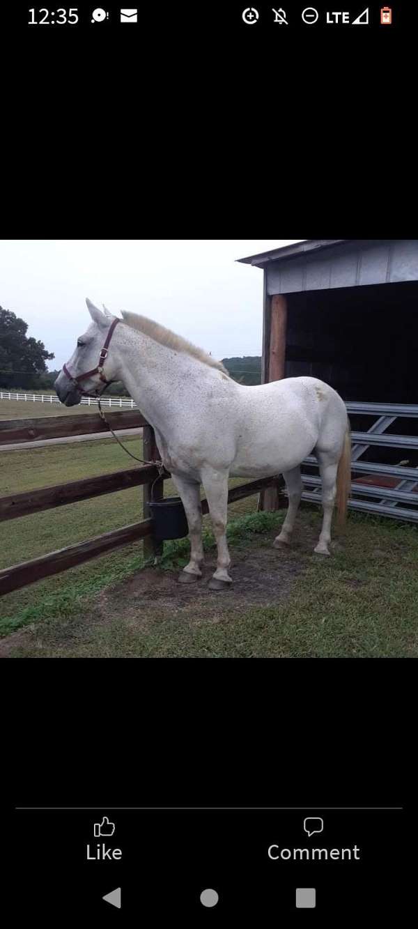 grey-eventing-horse