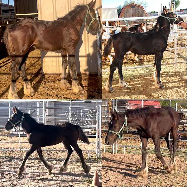 gypsian-filly-friesian-horse