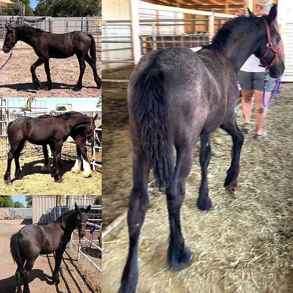 grey-gypsy-friesian-horse