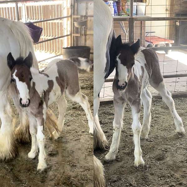 bay-pearl-gypsy-vanner-horse