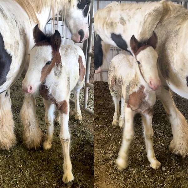 draft-arizona-gypsy-vanner-horse