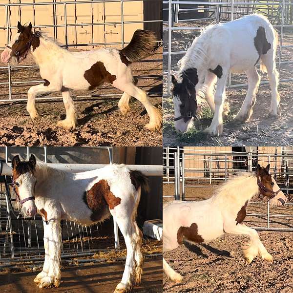 draft-arizona-gypsy-vanner-horse