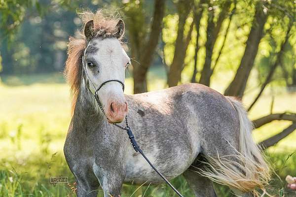 pinto-gelding-yearling