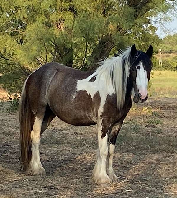 tobiano-horse