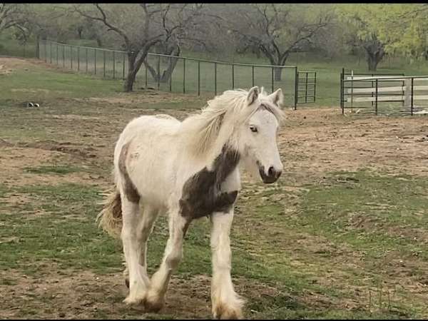 silver-dapple-white-horse