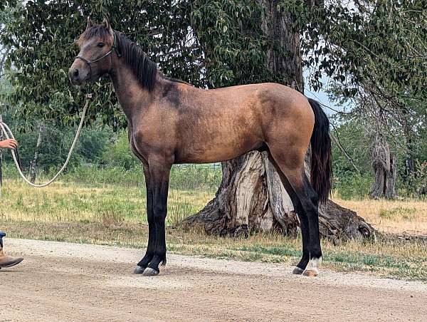 champion-dressage-yearling