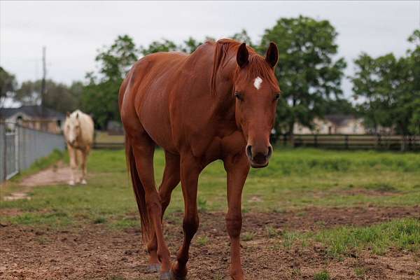 chestnut-jum-horse