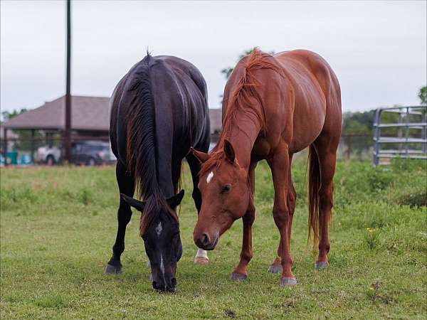 chestnut-star-horse