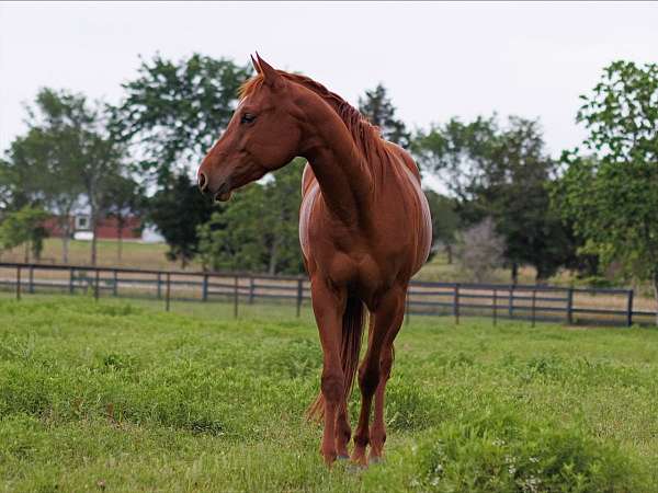 all-around-quarter-horse