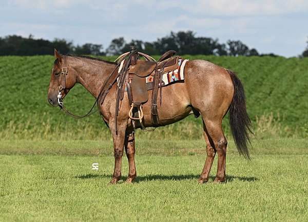 western-dressa-quarter-horse