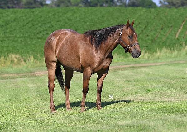 western-dressa-gelding