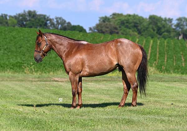 red-roan-western-dressa-horse