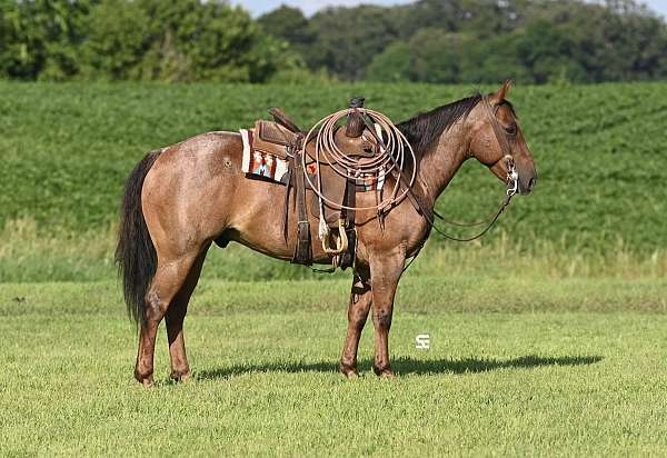 all-around-quarter-horse