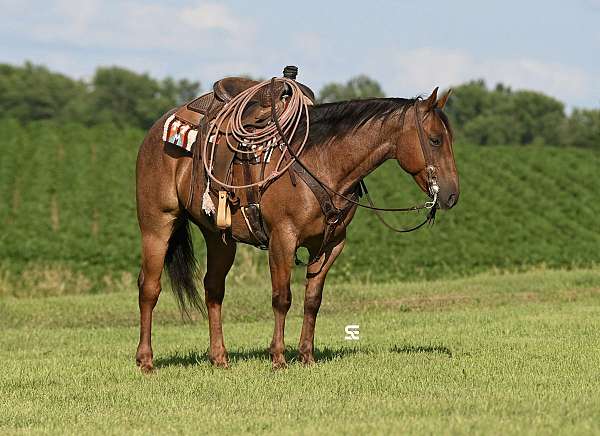 athletic-quarter-horse