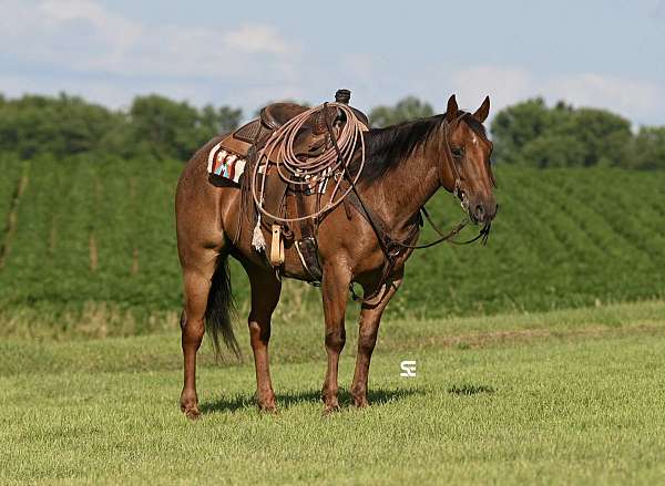 calf-roping-quarter-horse