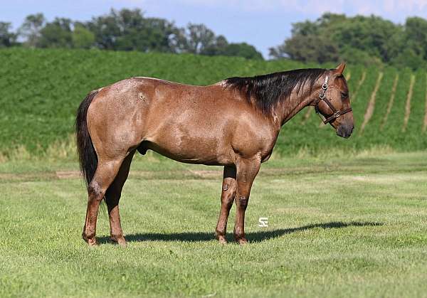 drill-team-quarter-horse