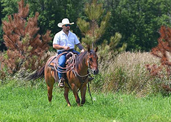 flashy-quarter-horse