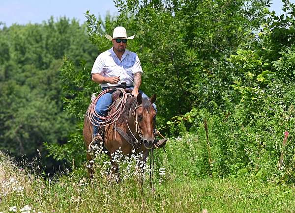 heel-quarter-horse