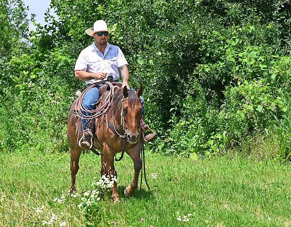 husband-safe-quarter-horse