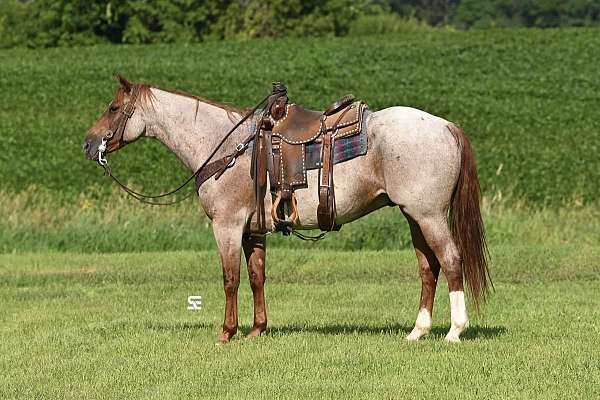 all-around-quarter-horse