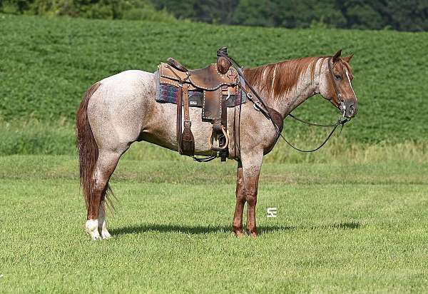 athletic-quarter-horse