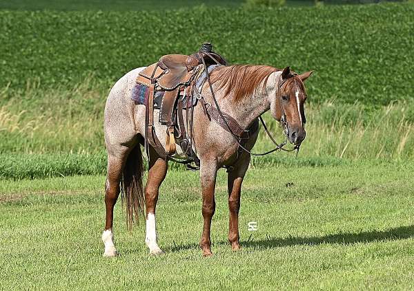 heel-quarter-horse