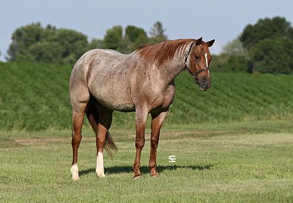 heading-quarter-horse