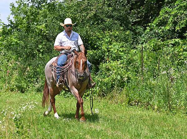 husband-safe-quarter-horse