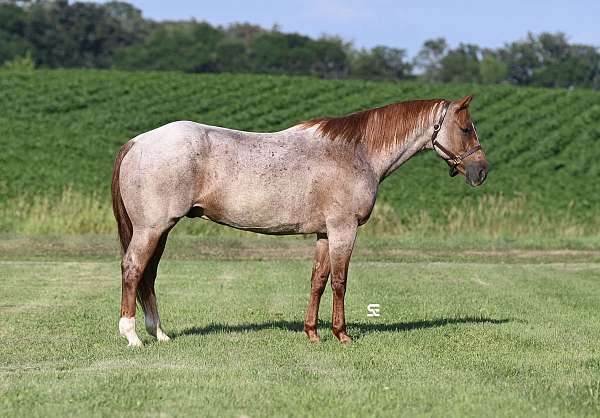 lesson-quarter-horse