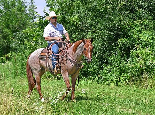 mounted-patrol-quarter-horse