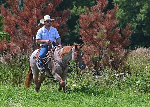 ranch-quarter-horse