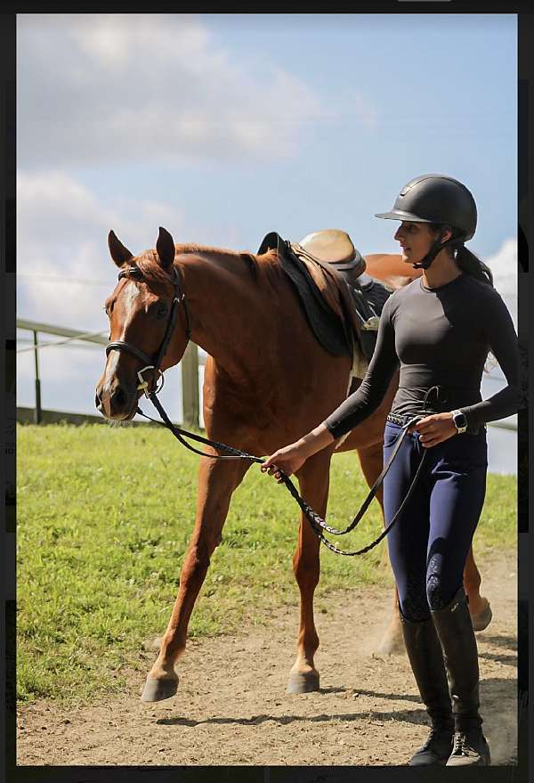 welsh-pony-gelding