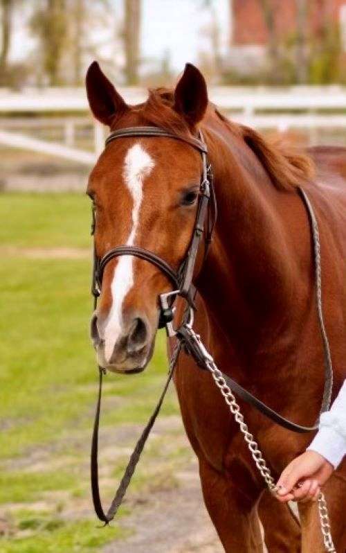 welsh-pony-gelding