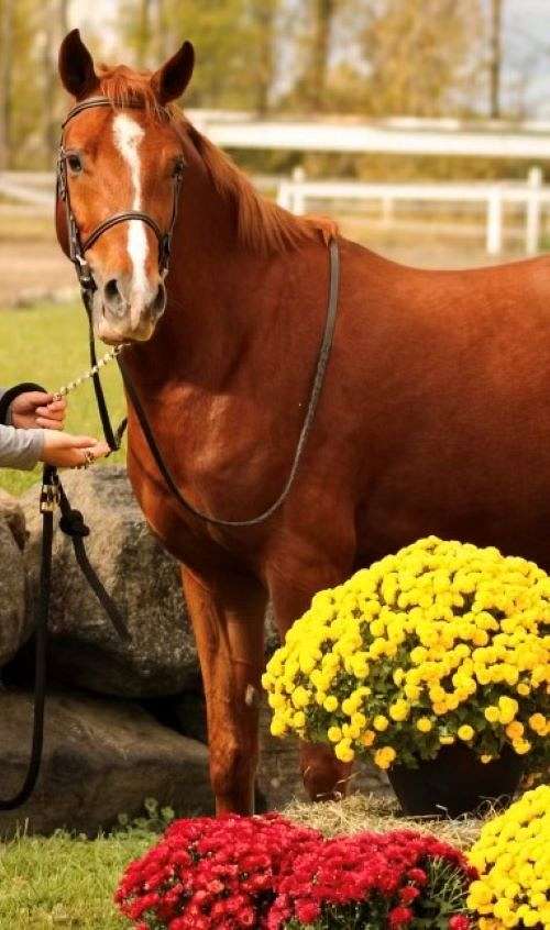 great-mover-welsh-pony