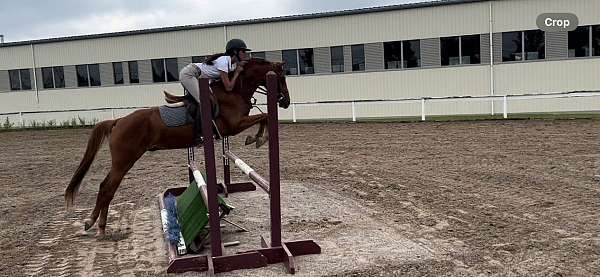 small-child-welsh-pony